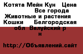 Котята Мейн Кун › Цена ­ 15 000 - Все города Животные и растения » Кошки   . Белгородская обл.,Валуйский р-н